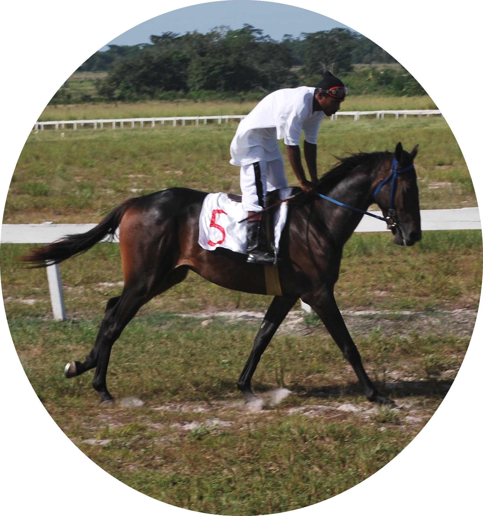 Horses – Horse Racing Belize