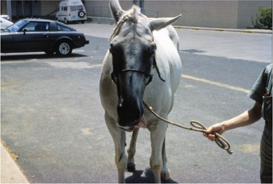 Equine Protozoal Myeloencephalitis (EPM) Horse Racing Belize
