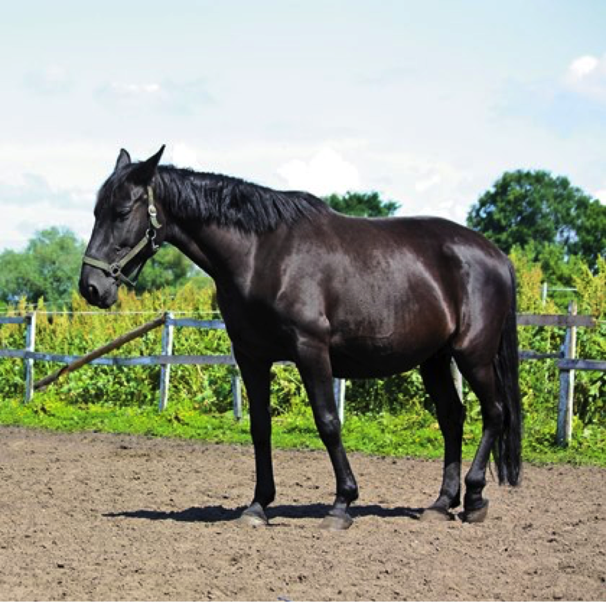 10 Early Warning Signs of Laminitis Horse Racing Belize