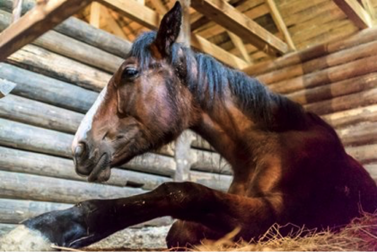 TickBorne Disease Tremendously Tricky in Horses Horse Racing Belize