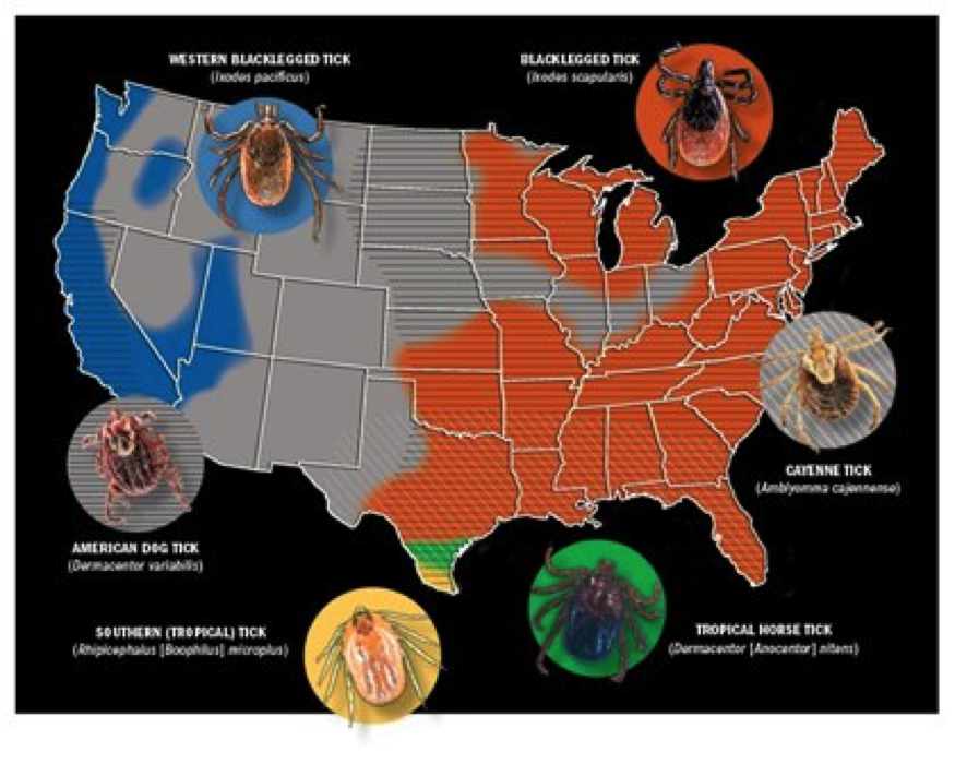 Tick Borne Diseases