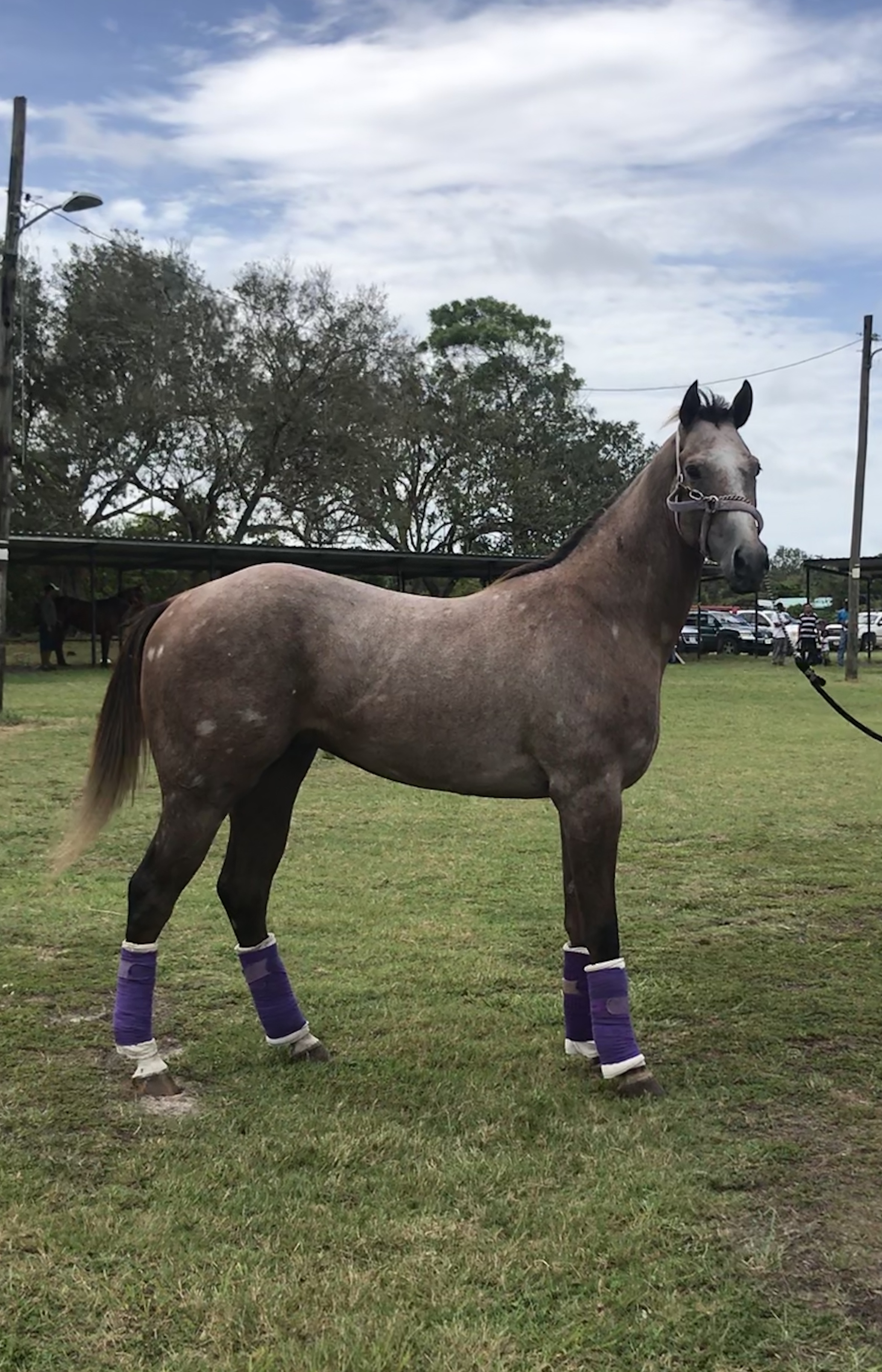 September 2019 Derby - Horse Racing Belize