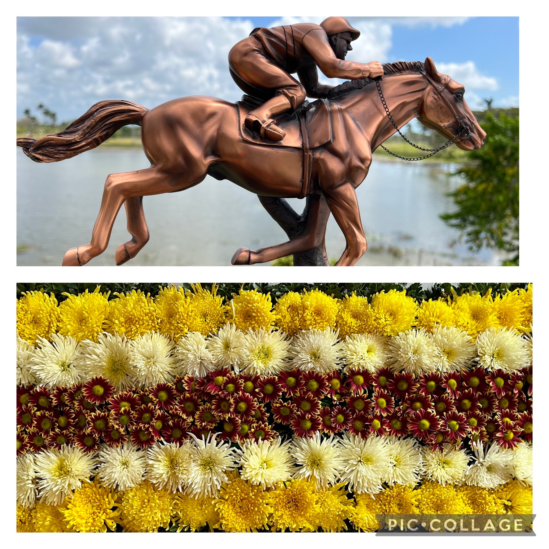 https://horseracingbelize.com/Castleton Derby Trophy/Floral Blanket 2023