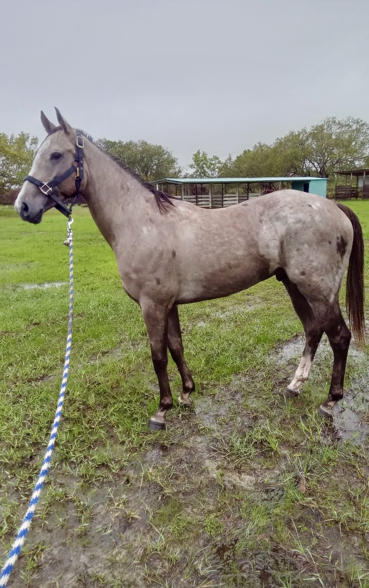 https://horseracingbelize.com/Tropical Storm-Colt