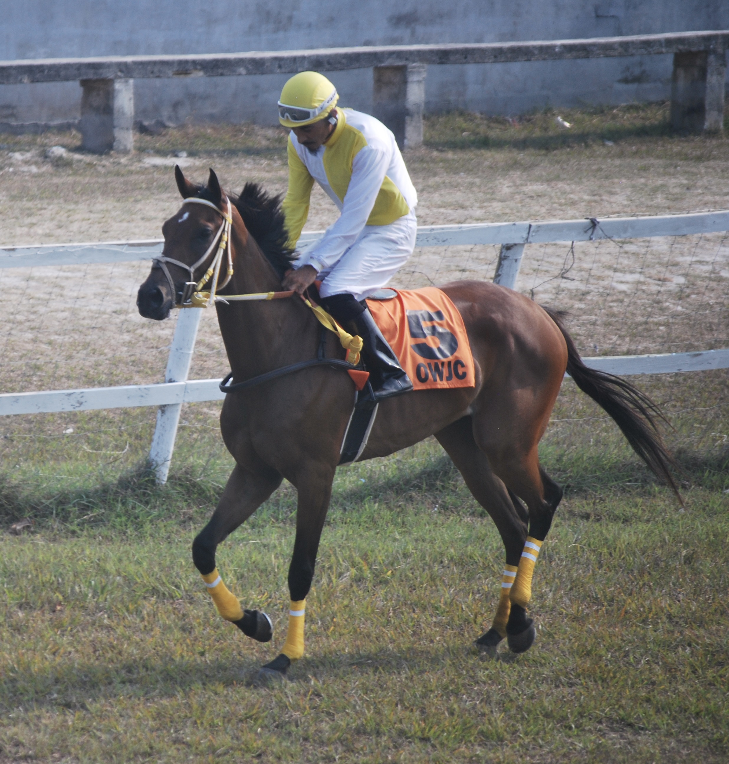 https://horseracingbelize.com/Dis Cause