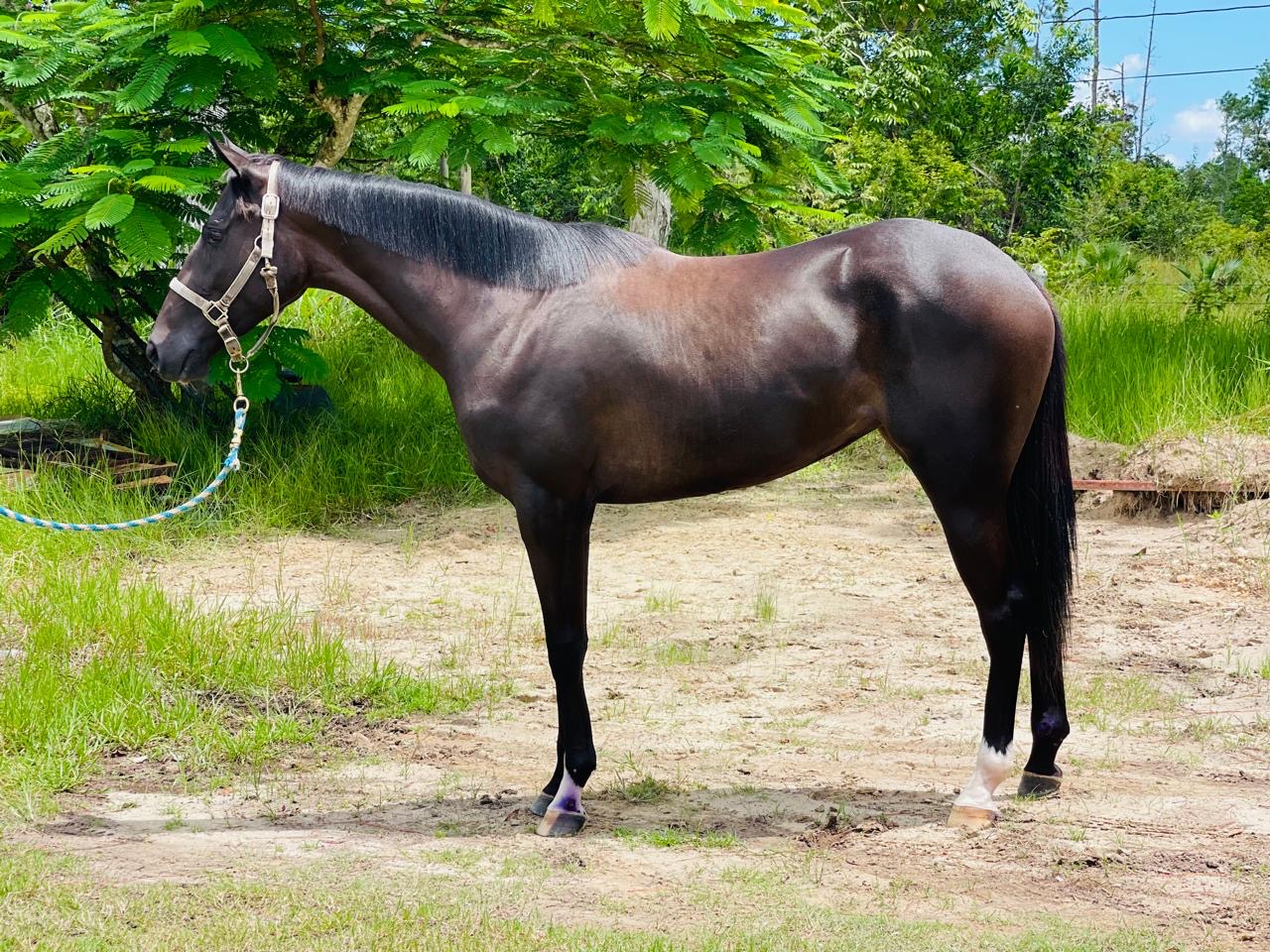 https://horseracingbelize.com/TizAWynner (Filly)