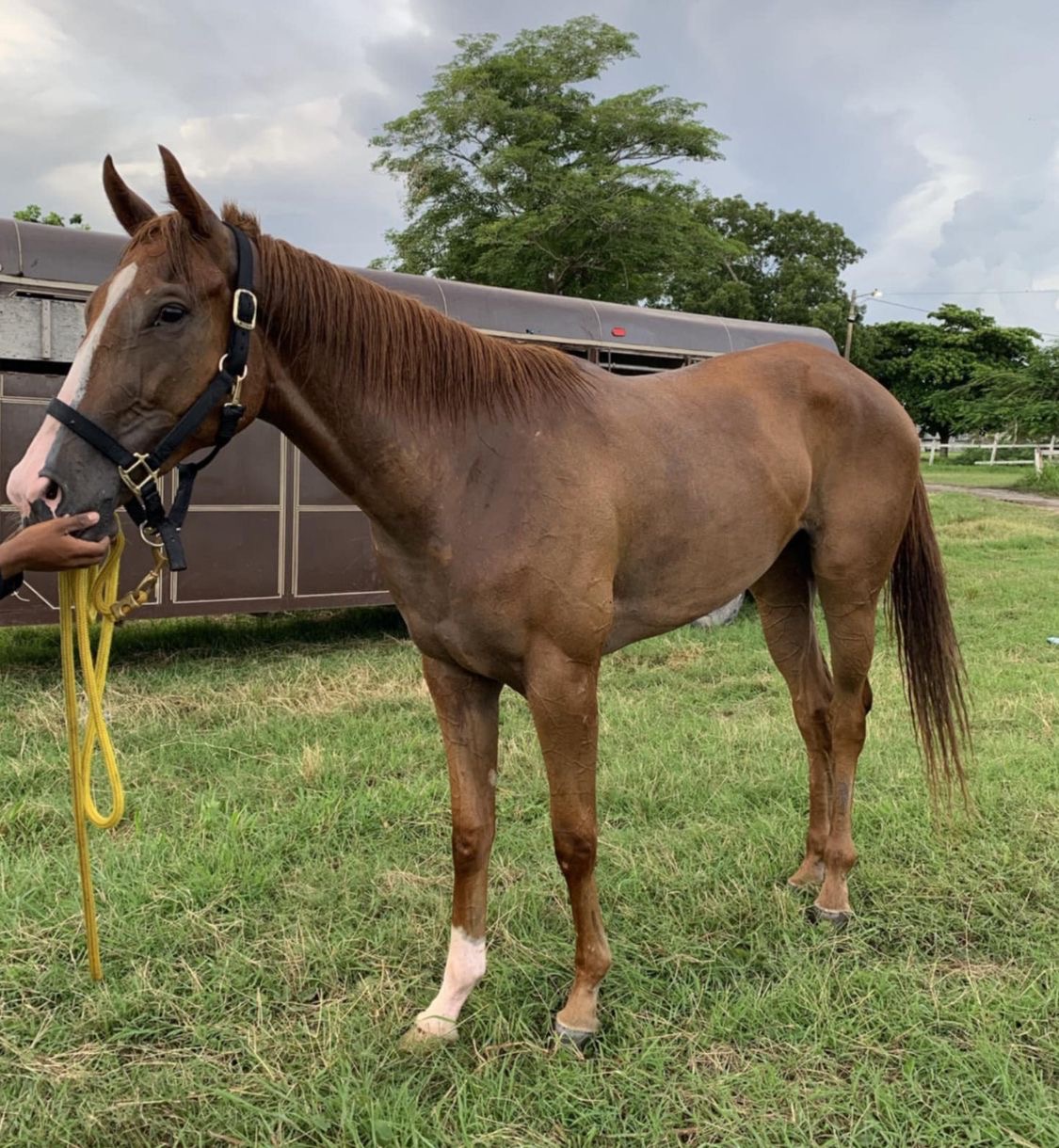 https://horseracingbelize.com/Karol G (Filly)