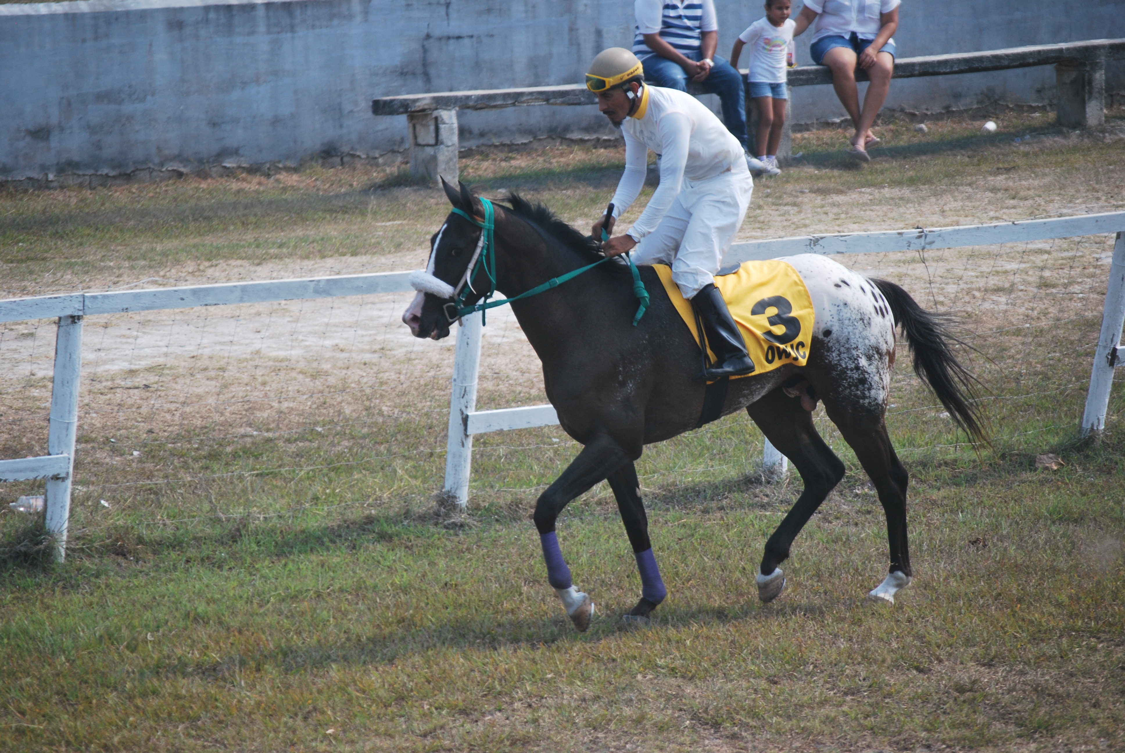 https://horseracingbelize.com/Bambi's Trend