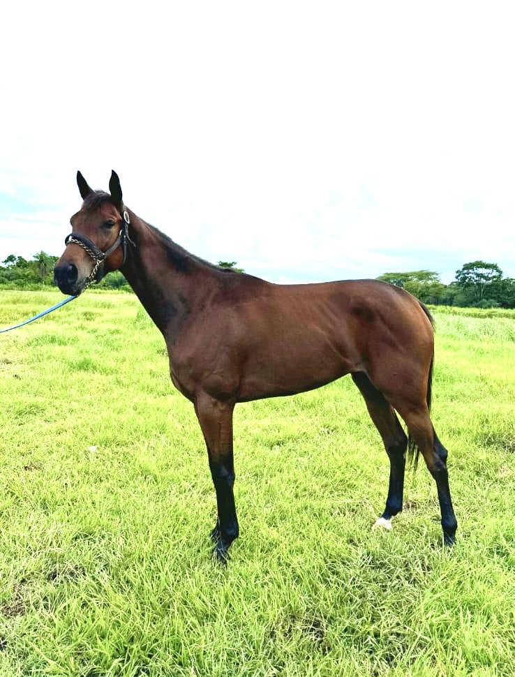 https://horseracingbelize.com/Watch Dis (Filly)