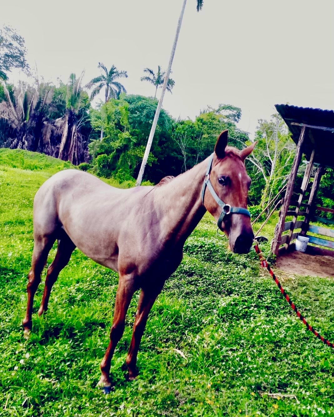 https://horseracingbelize.com/Lady J (Filly)