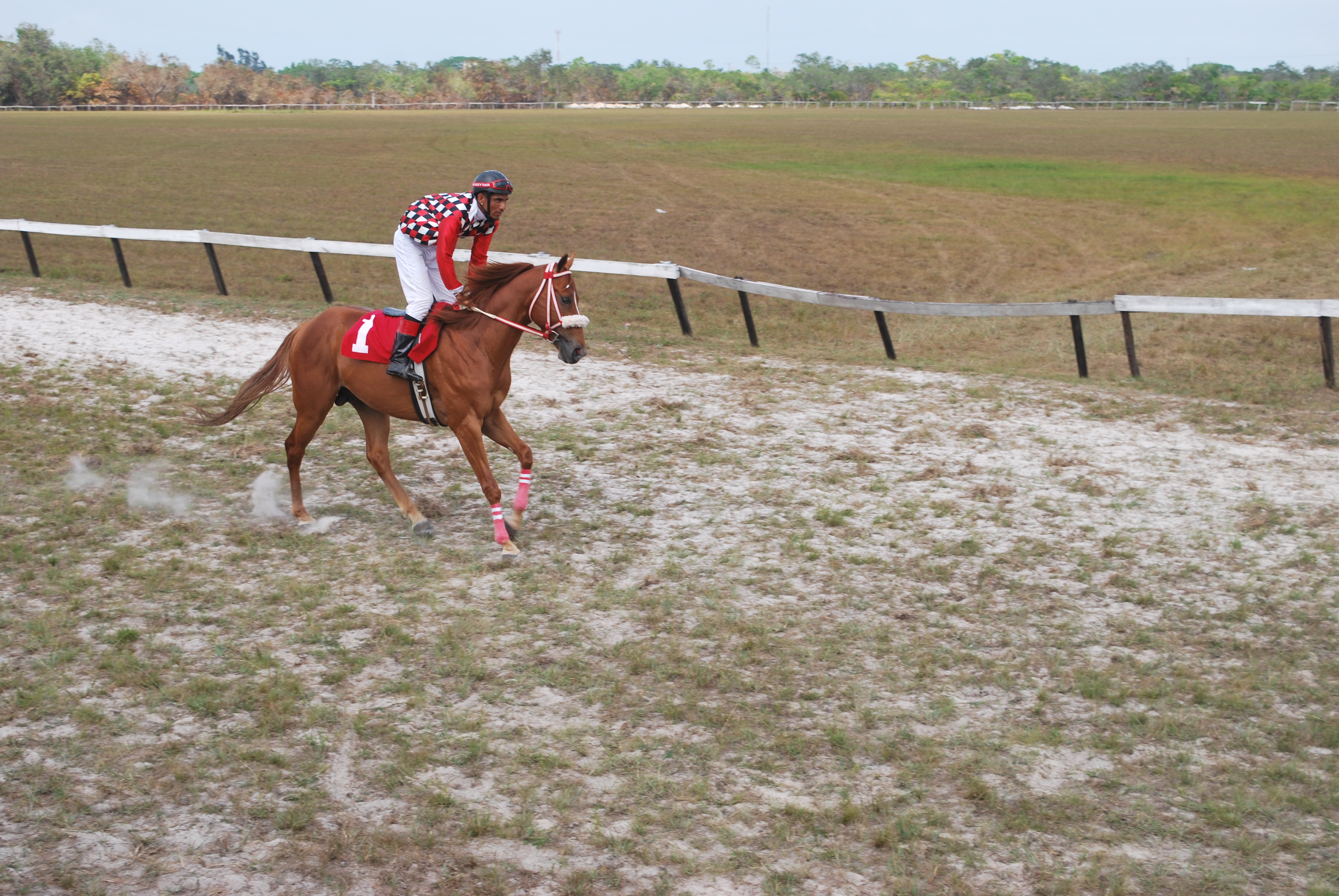 https://horseracingbelize.com/Bomb