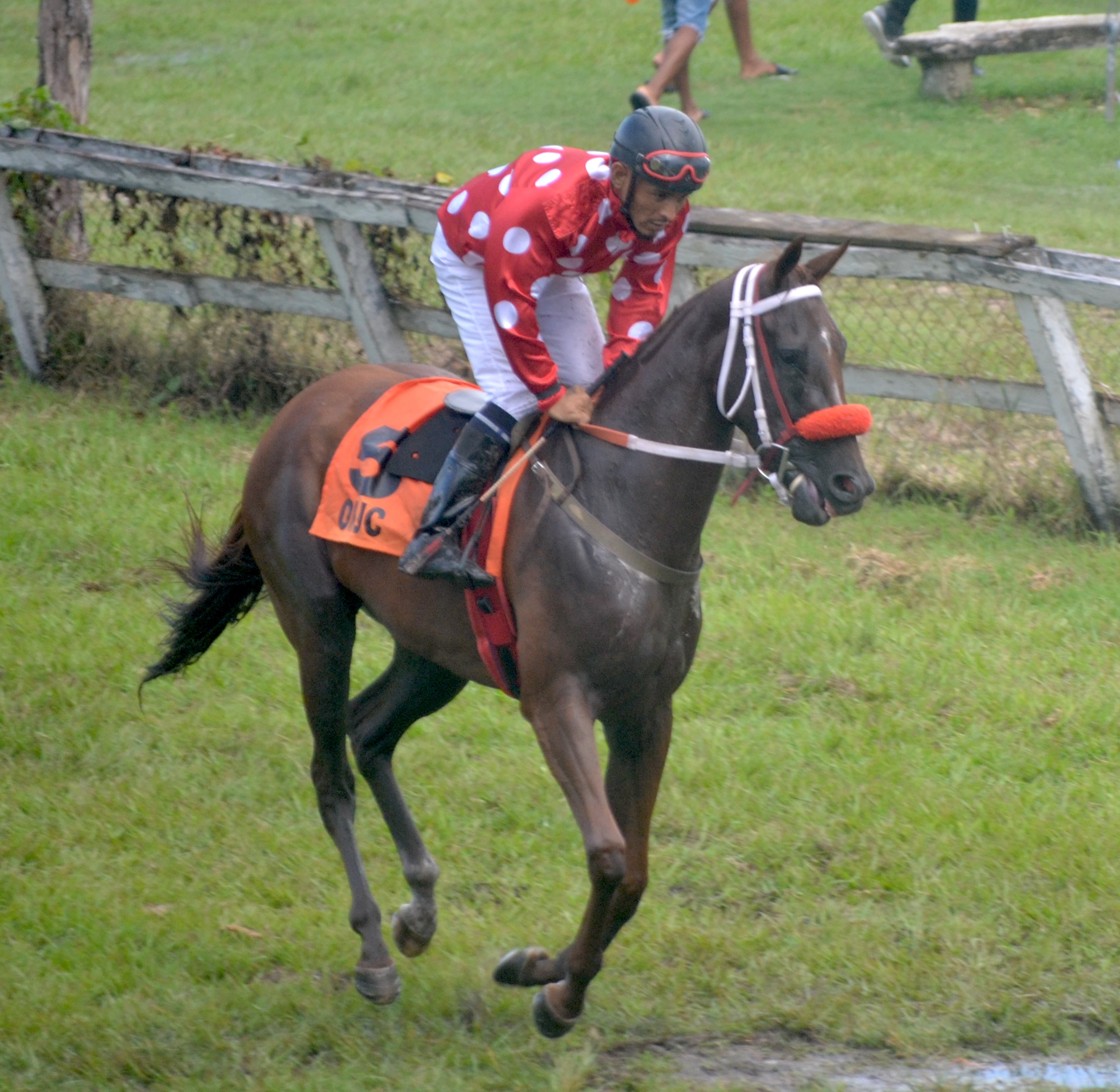 https://horseracingbelize.com/Brittany's Rose