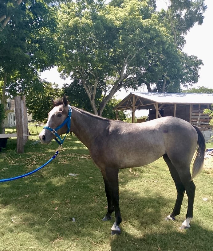 https://horseracingbelize.com/Cody (Colt)