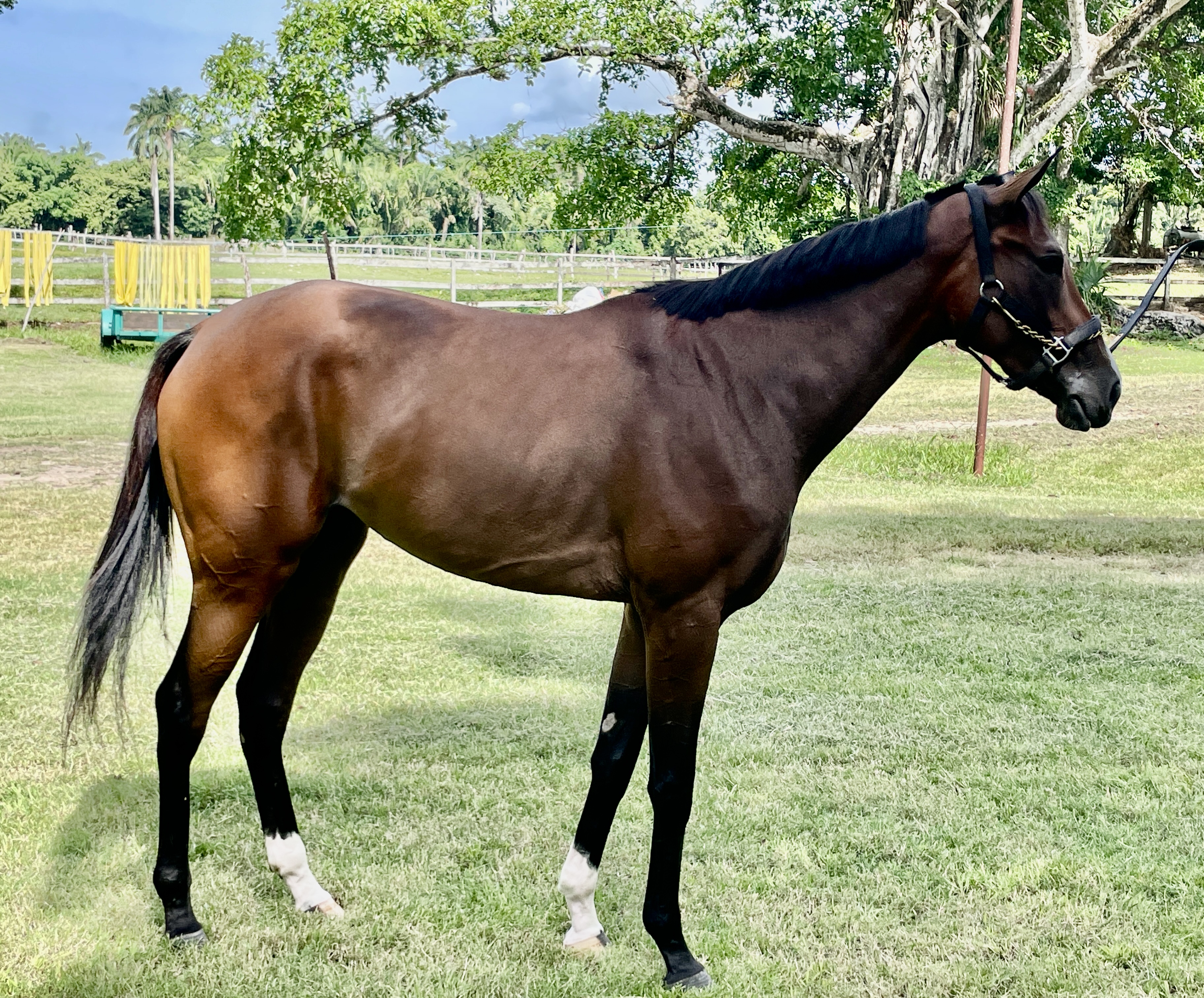 https://horseracingbelize.com/Memba Dis (Filly)