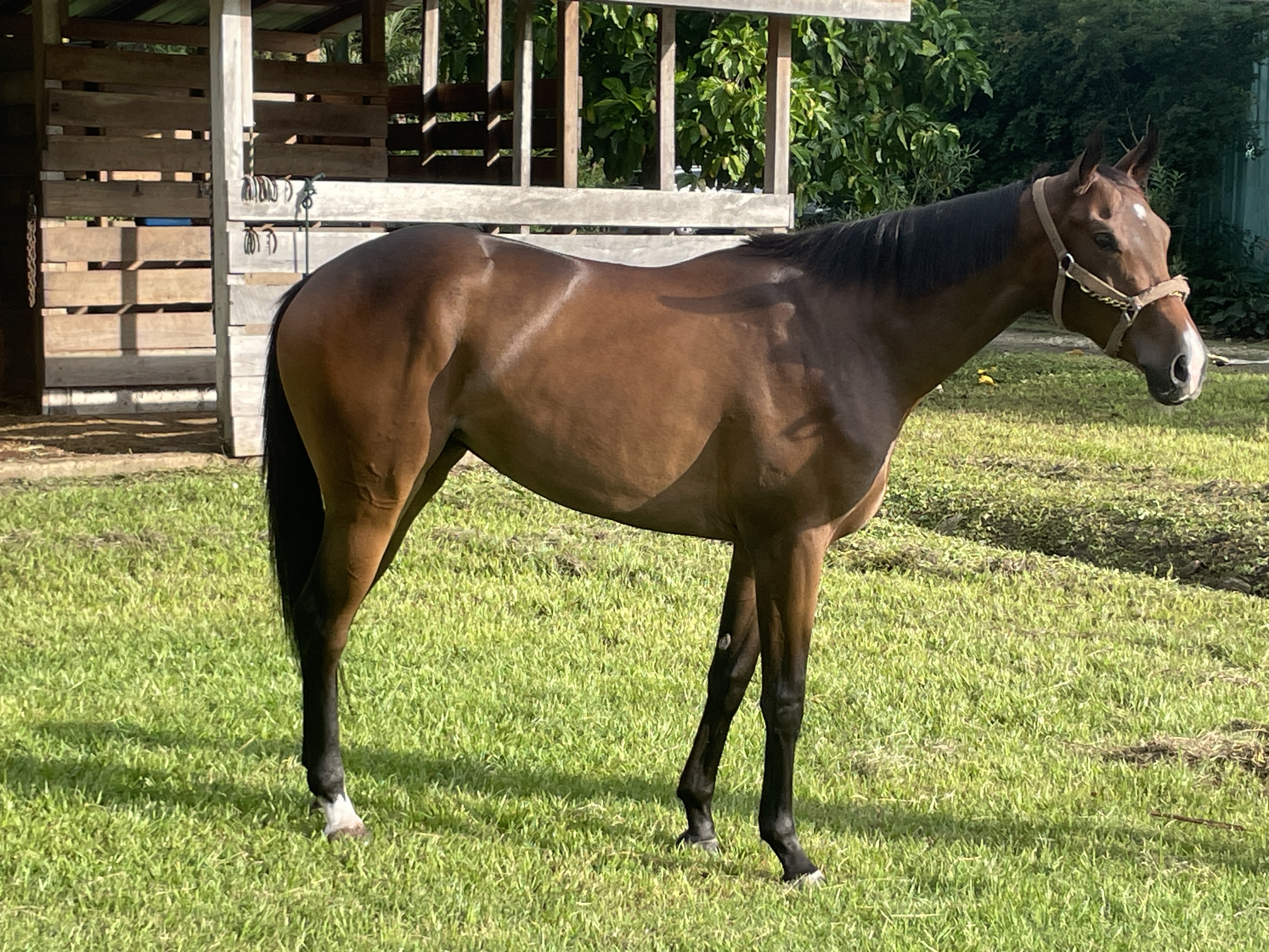 https://horseracingbelize.com/Filly