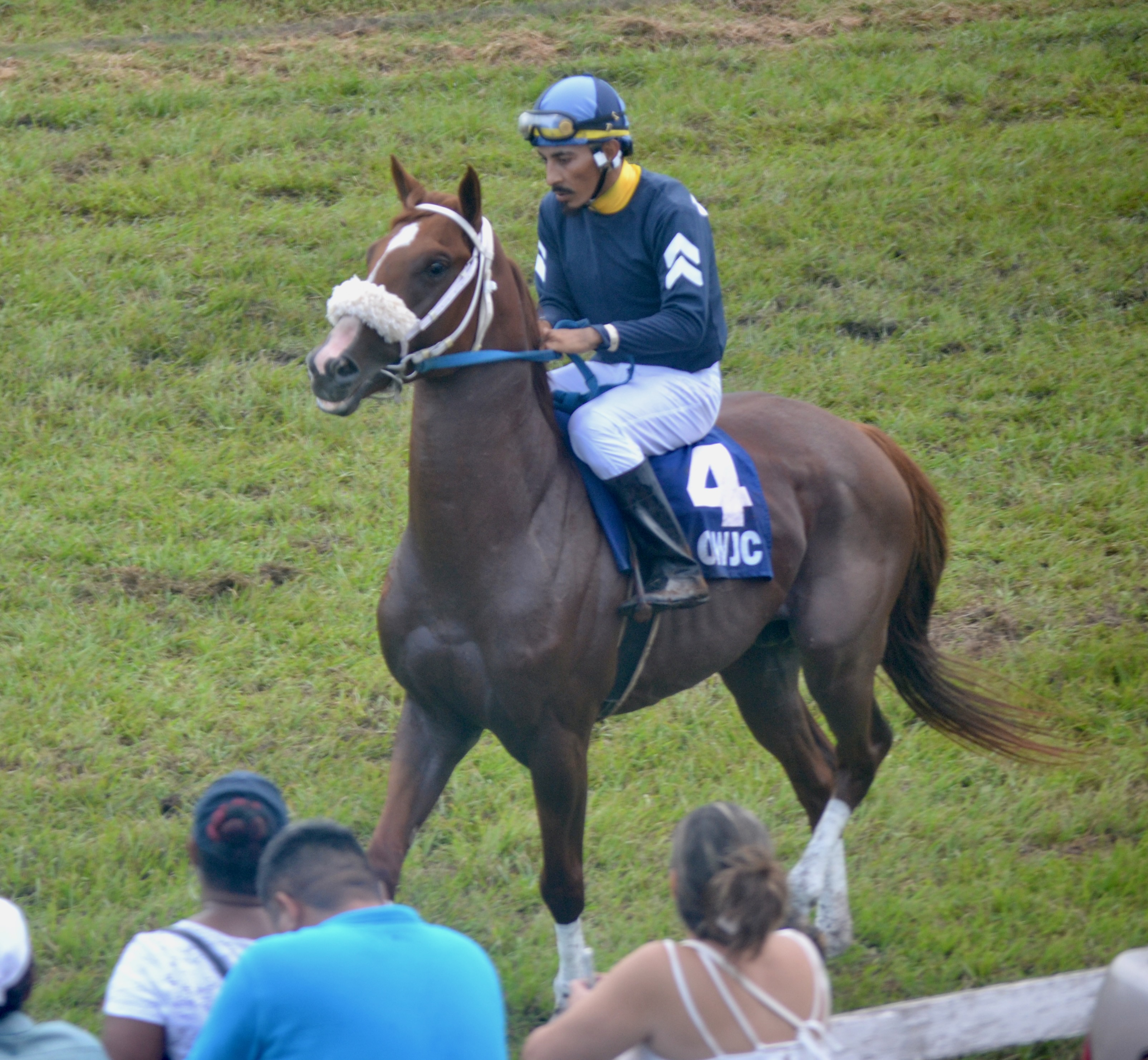 https://horseracingbelize.com/Kat's Kitten