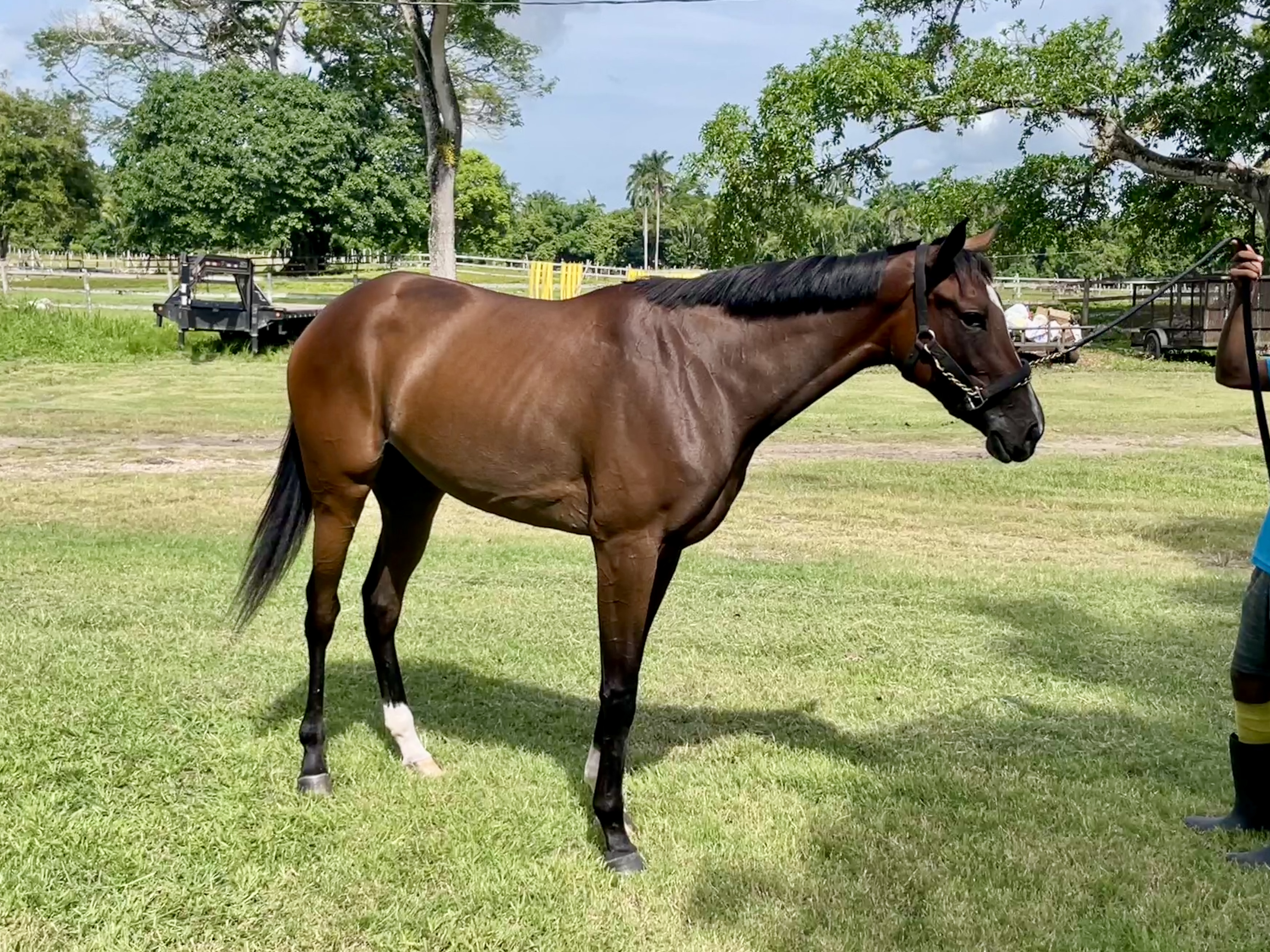 https://horseracingbelize.com/Memba Dis-Filly