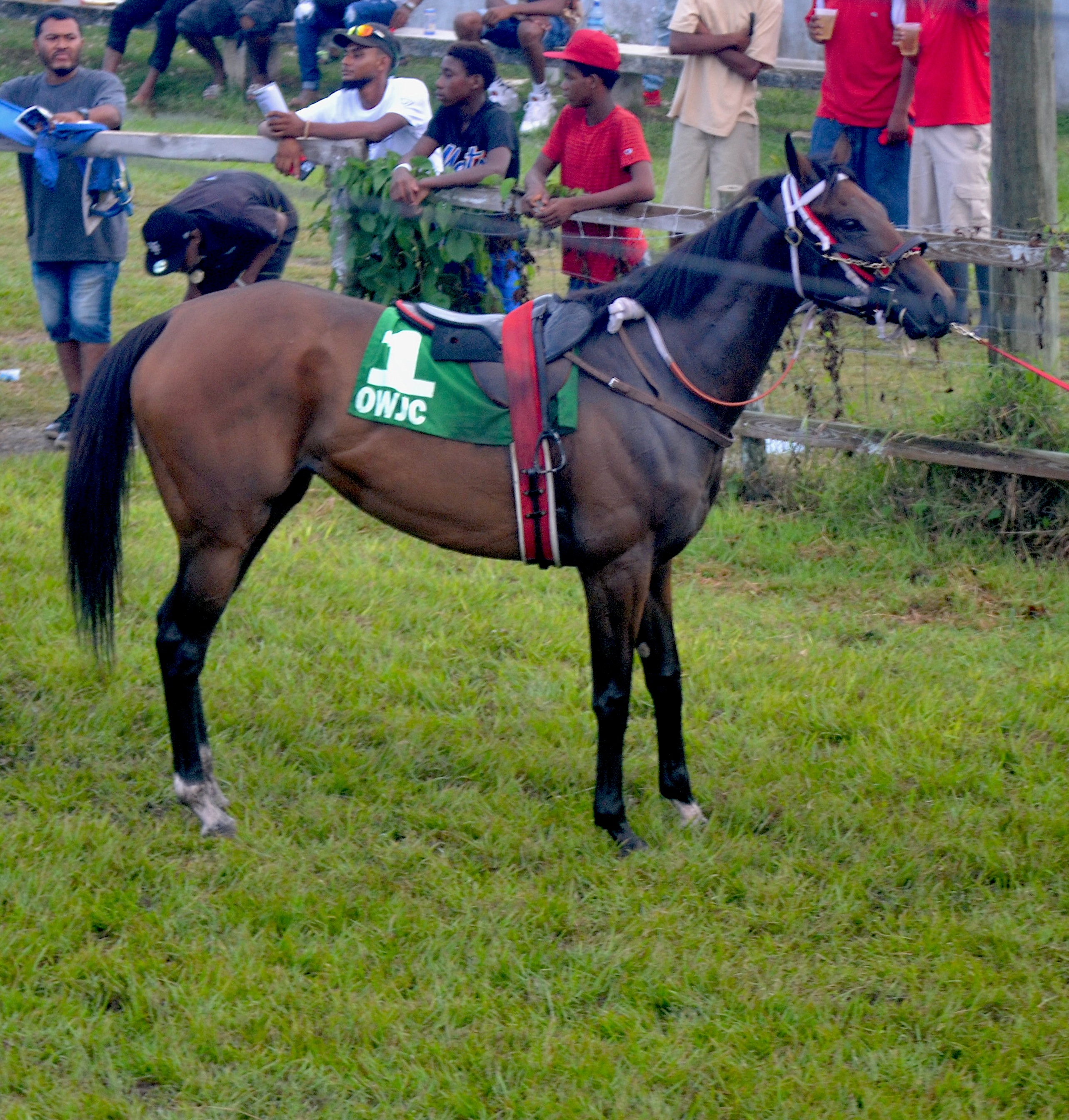 https://horseracingbelize.com/Noble Moon