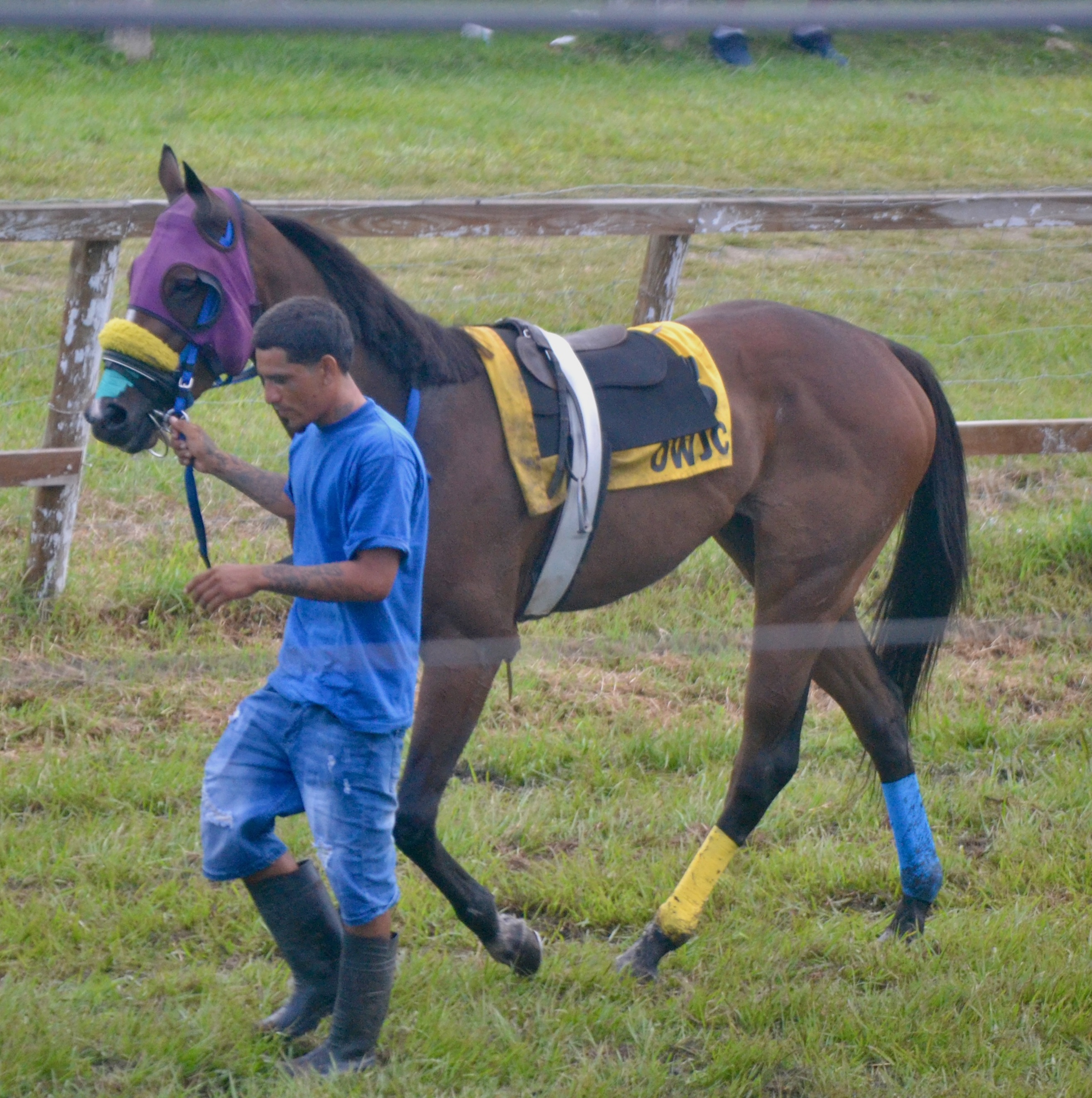 https://horseracingbelize.com/Winning Stride