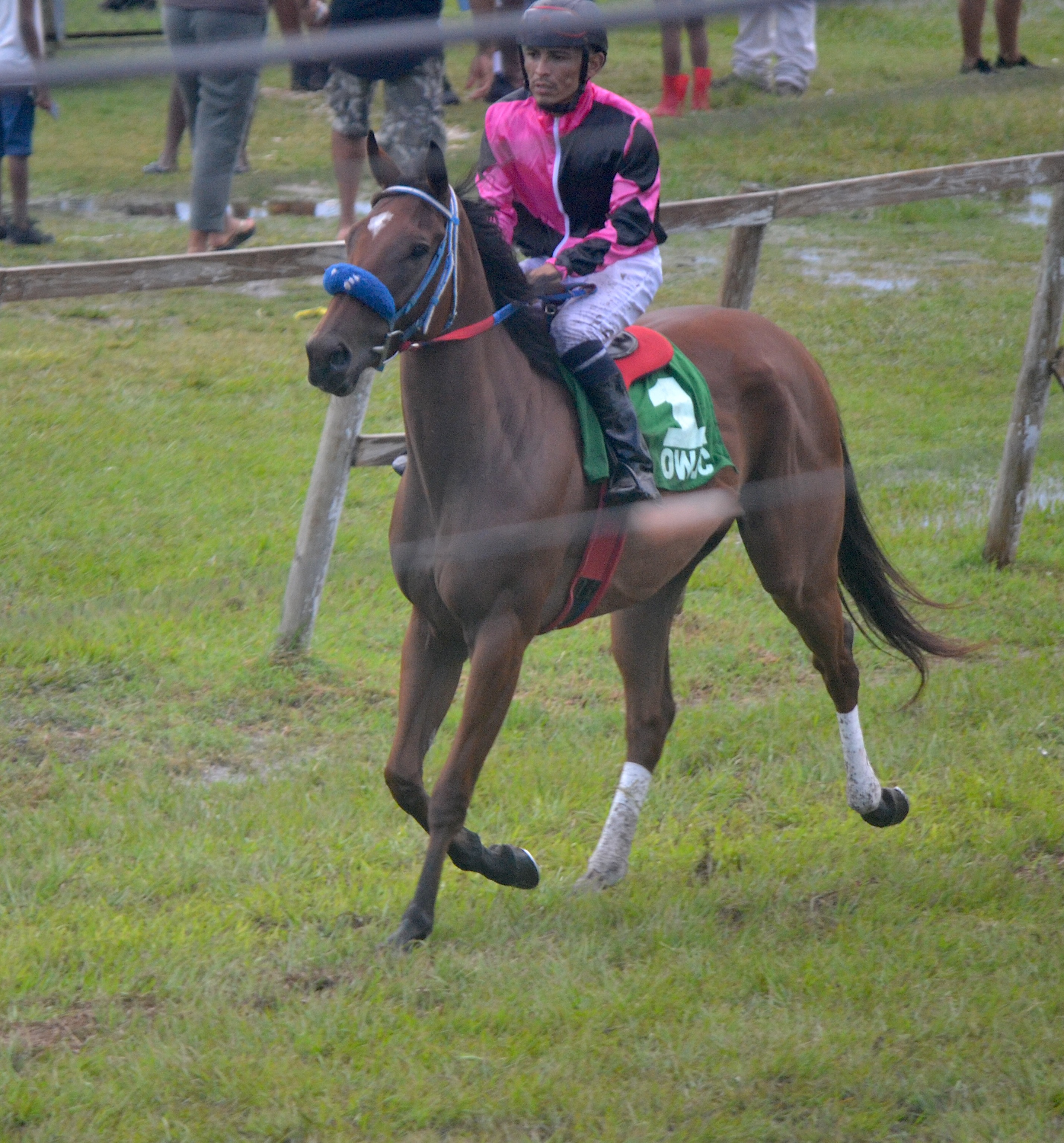 https://horseracingbelize.com/Woman No Easy