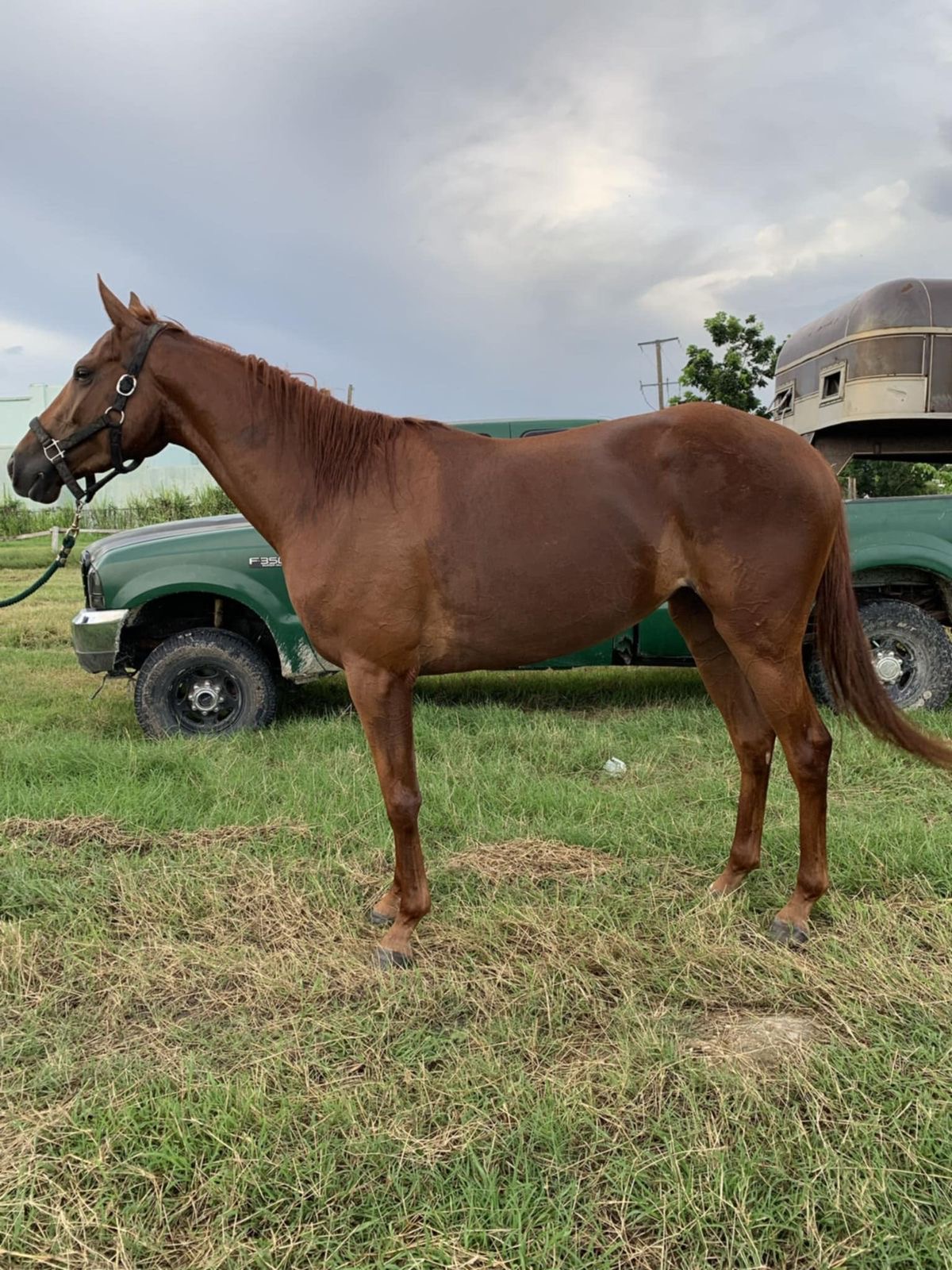 https://horseracingbelize.com/Secret Love (Filly)