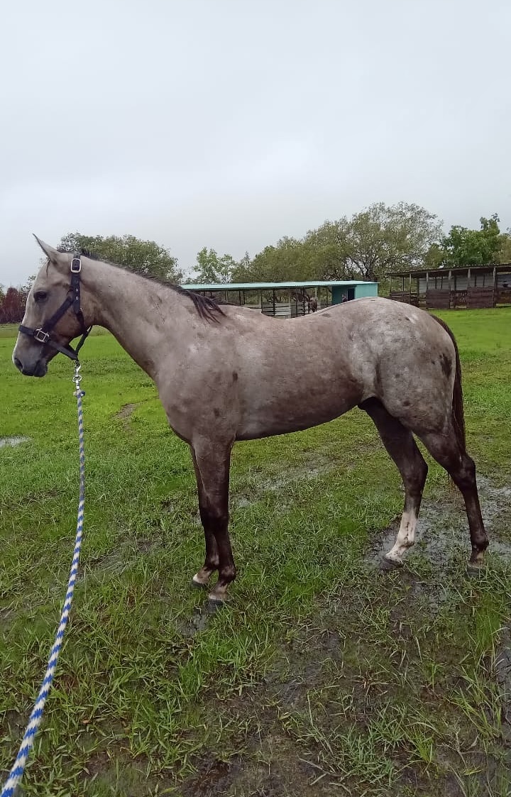 https://horseracingbelize.com/Tropical Storm (Colt)