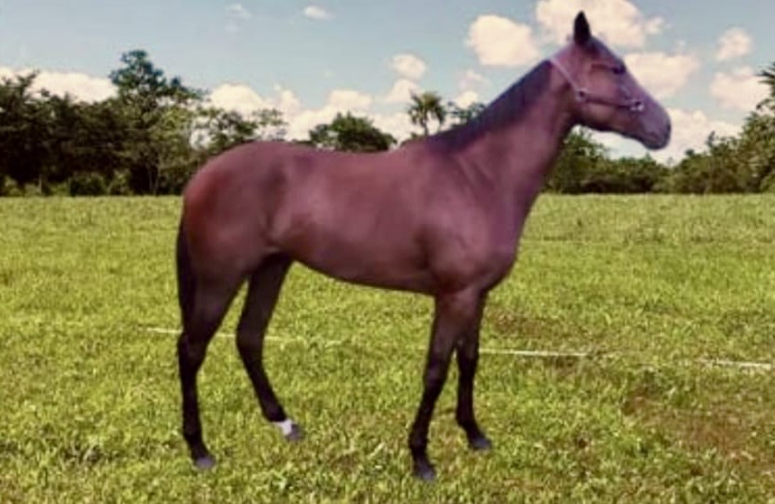 https://horseracingbelize.com/Hit and Run (Filly)