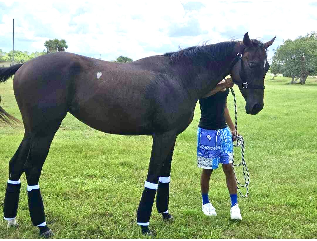 https://horseracingbelize.com/Silent Creek (Filly)