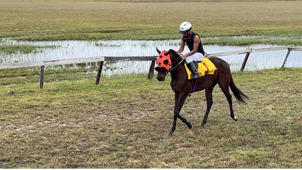 https://horseracingbelize.com/Silent Creek