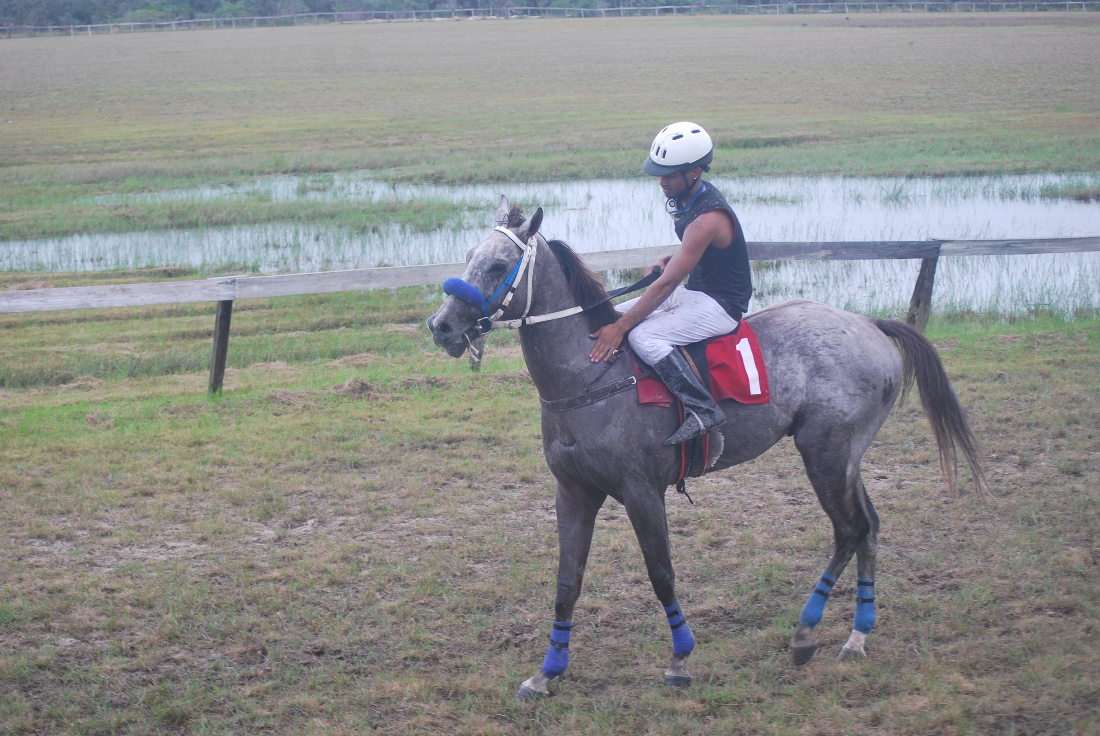 https://horseracingbelize.com/Tropical Storm