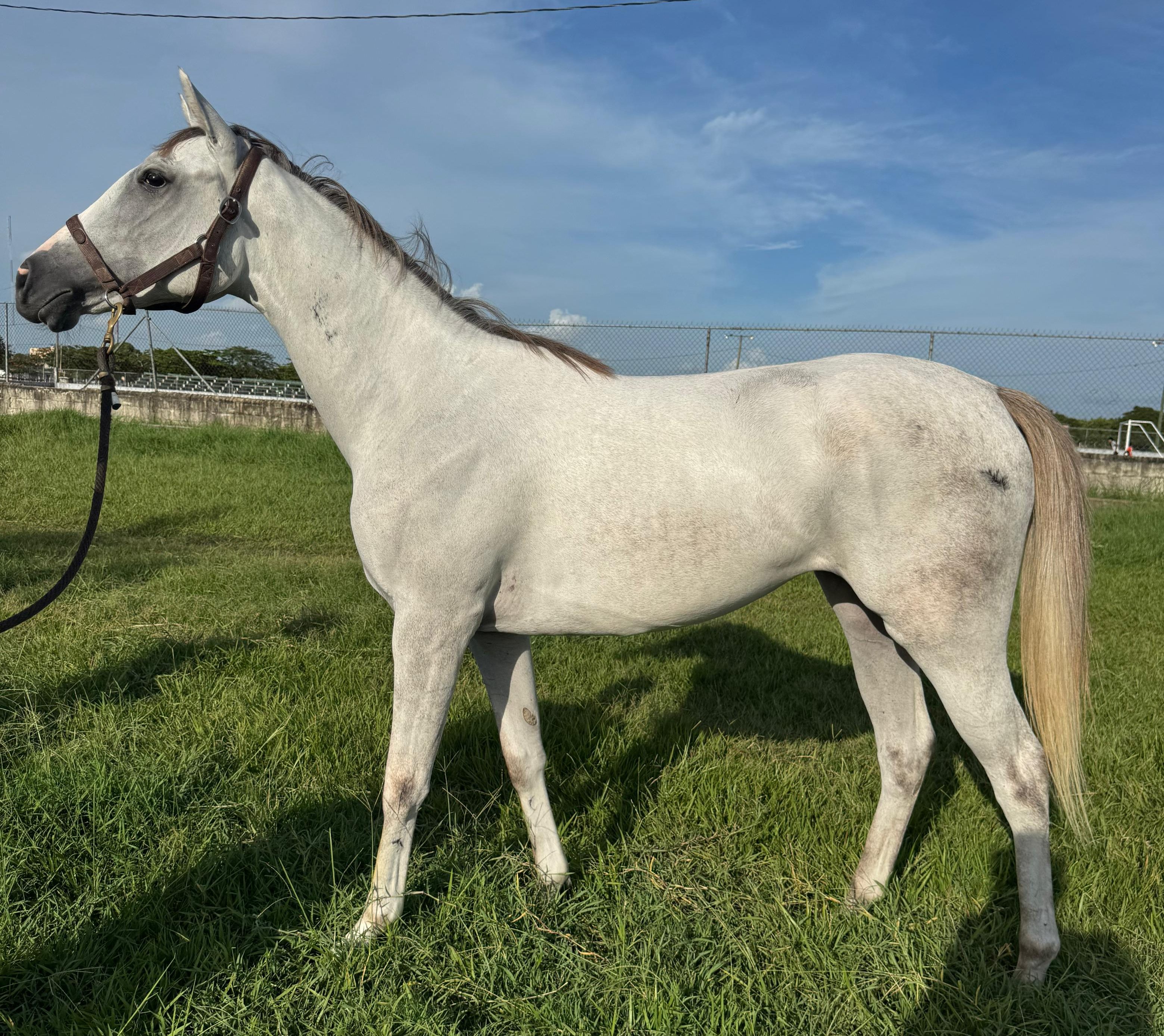 https://horseracingbelize.com/Filly