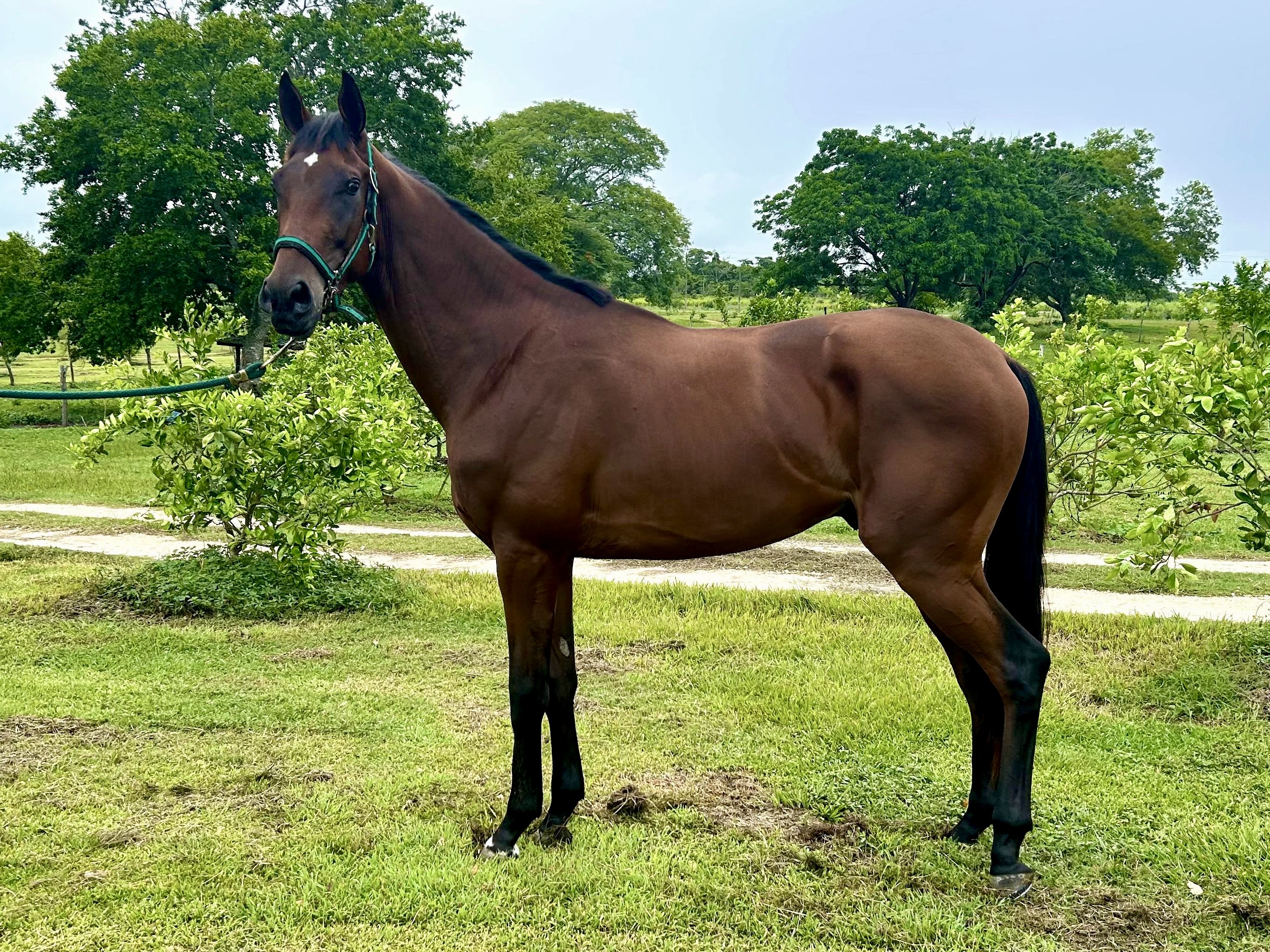 https://horseracingbelize.com/Itiz What Itiz-Colt