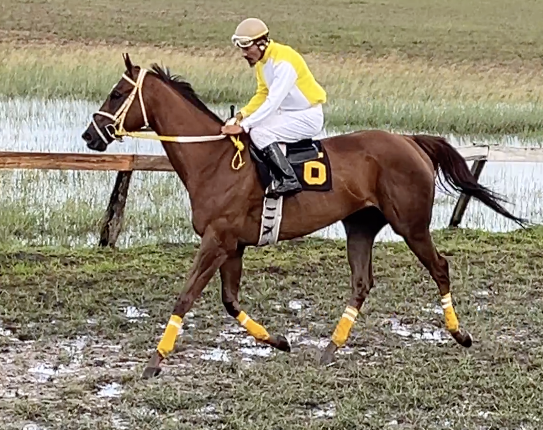 https://horseracingbelize.com/Goddess Minerva