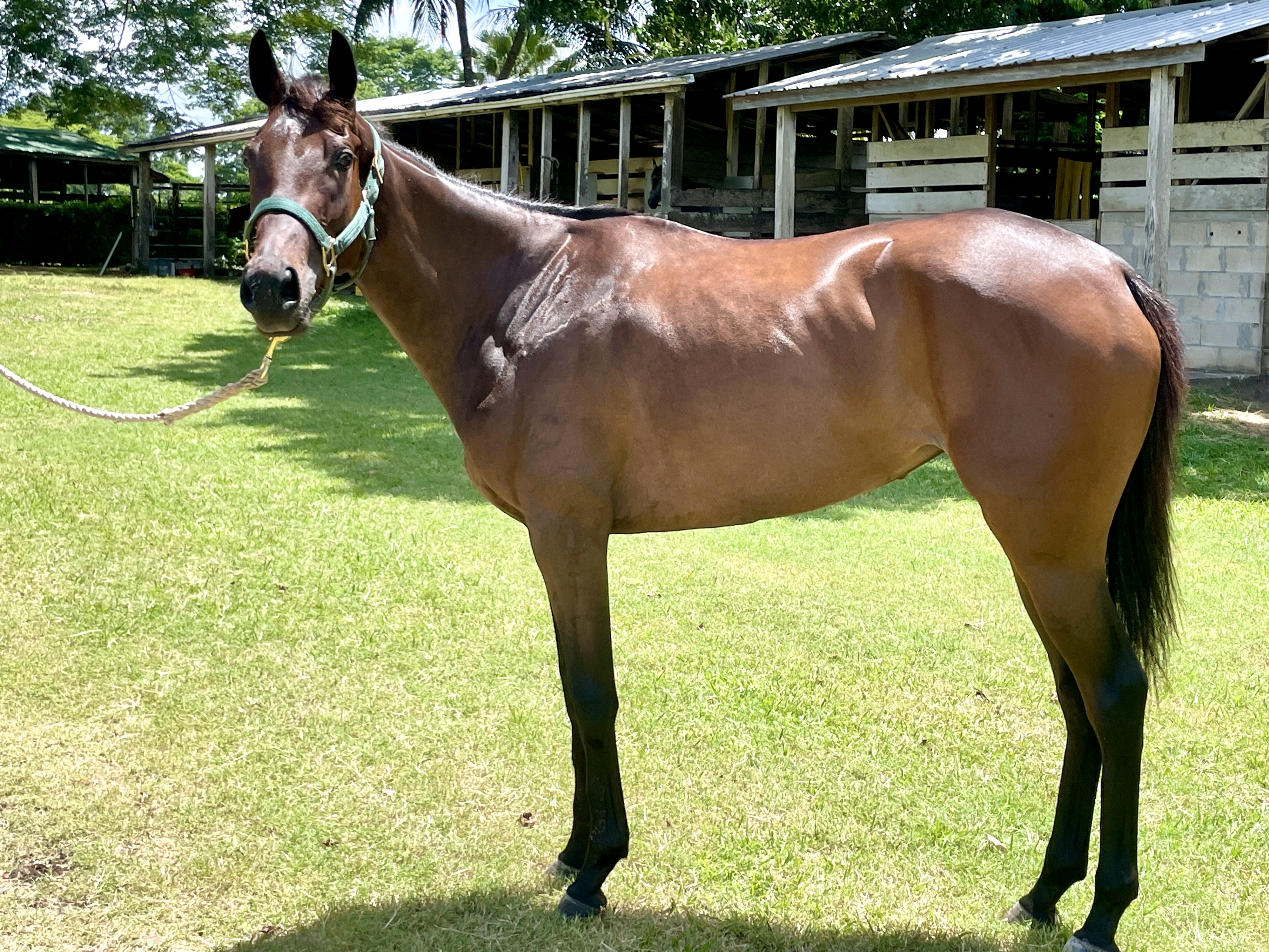 https://horseracingbelize.com/Filly