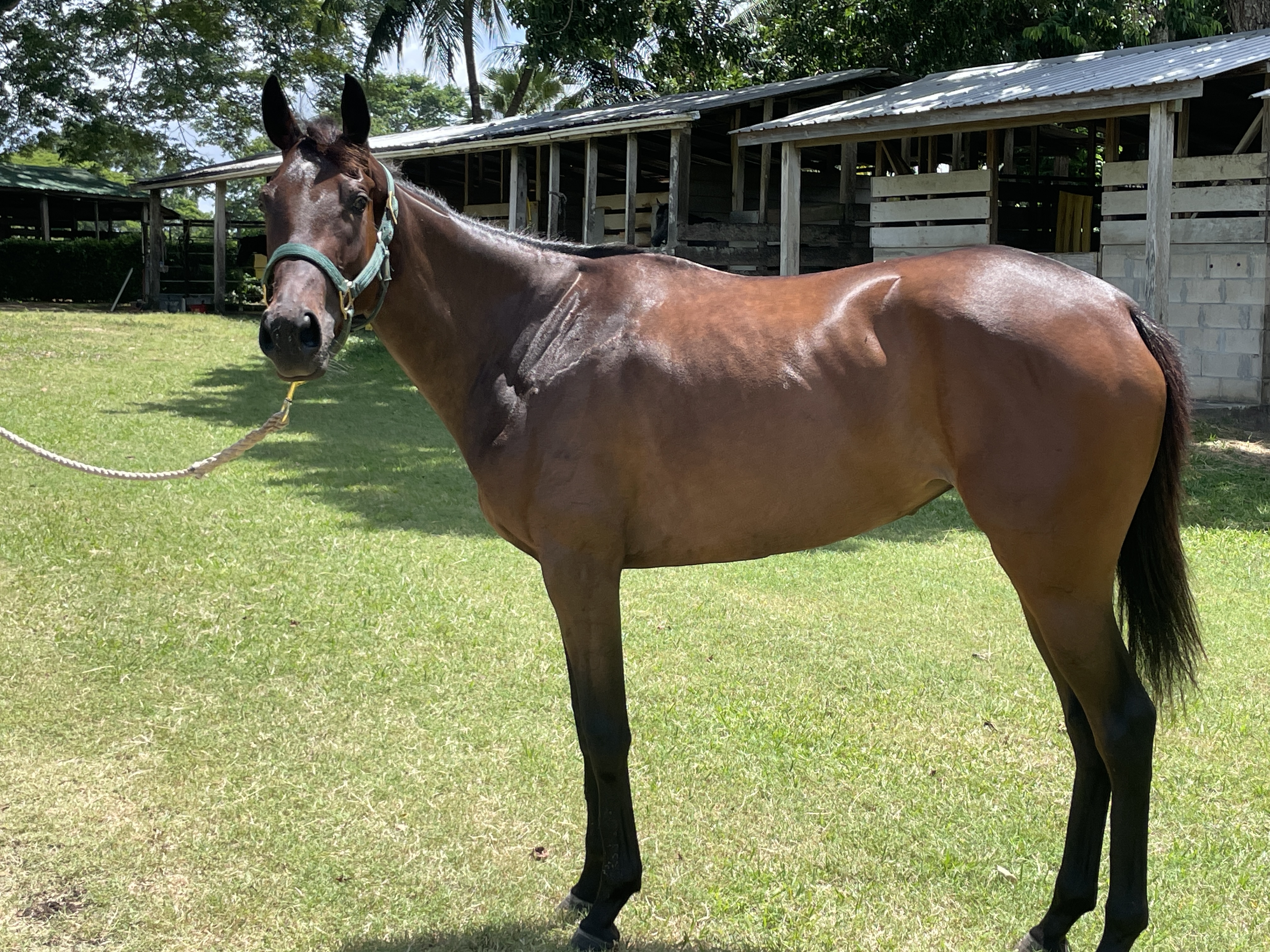 https://horseracingbelize.com/Filly