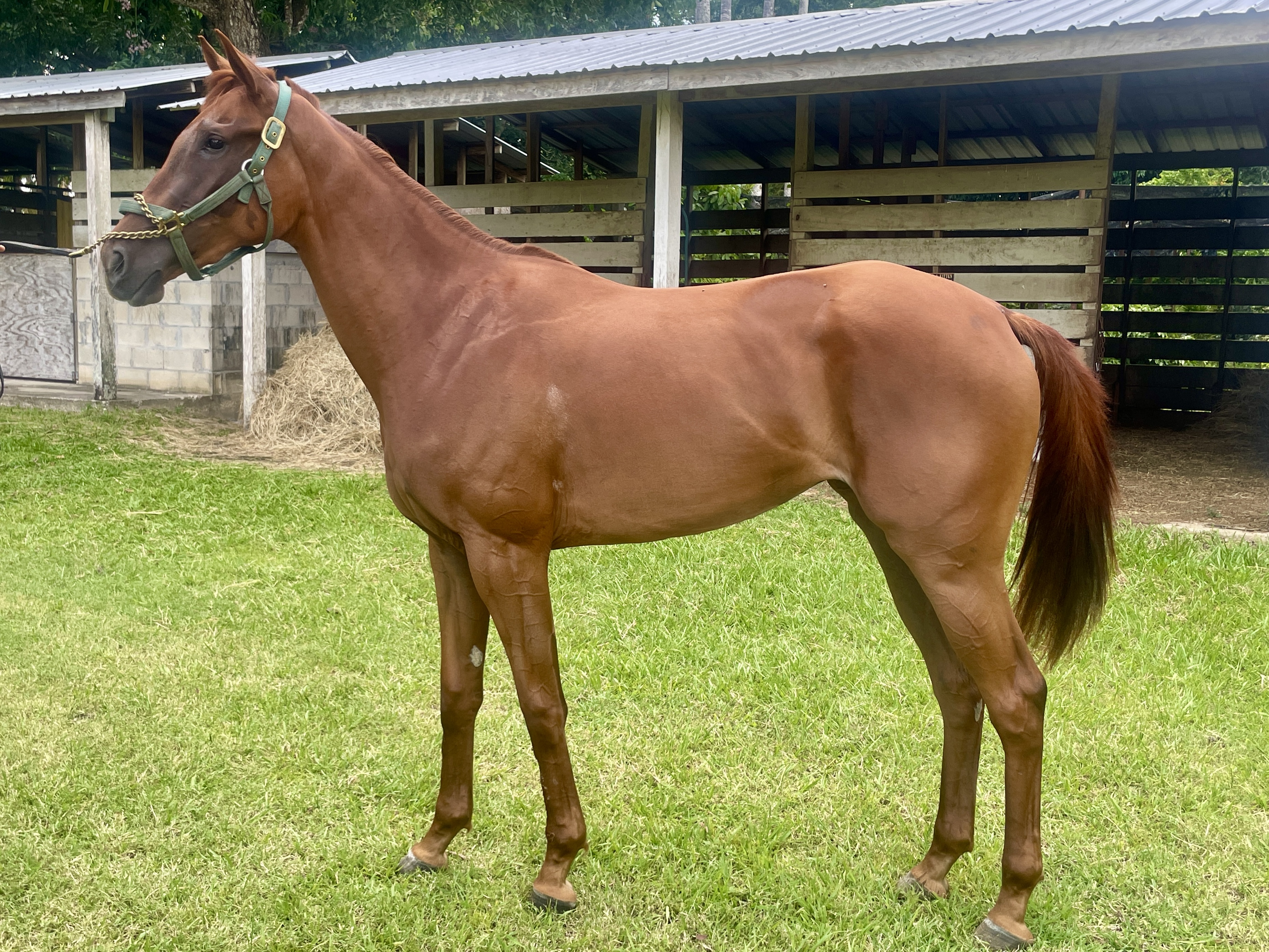 https://horseracingbelize.com/Filly