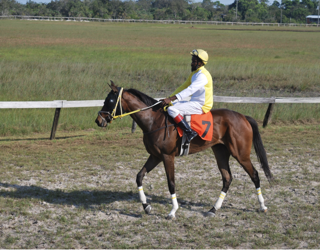 https://horseracingbelize.com/Memba Dis