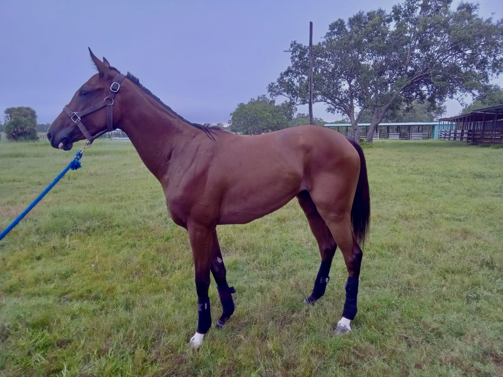 https://horseracingbelize.com/Tsunami-Filly