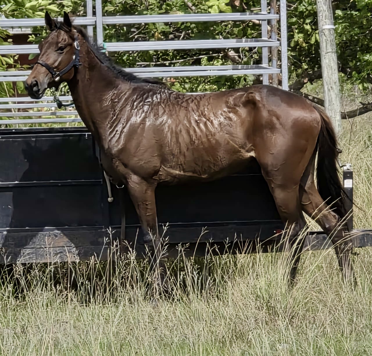 https://horseracingbelize.com/Brit's Fury-Colt