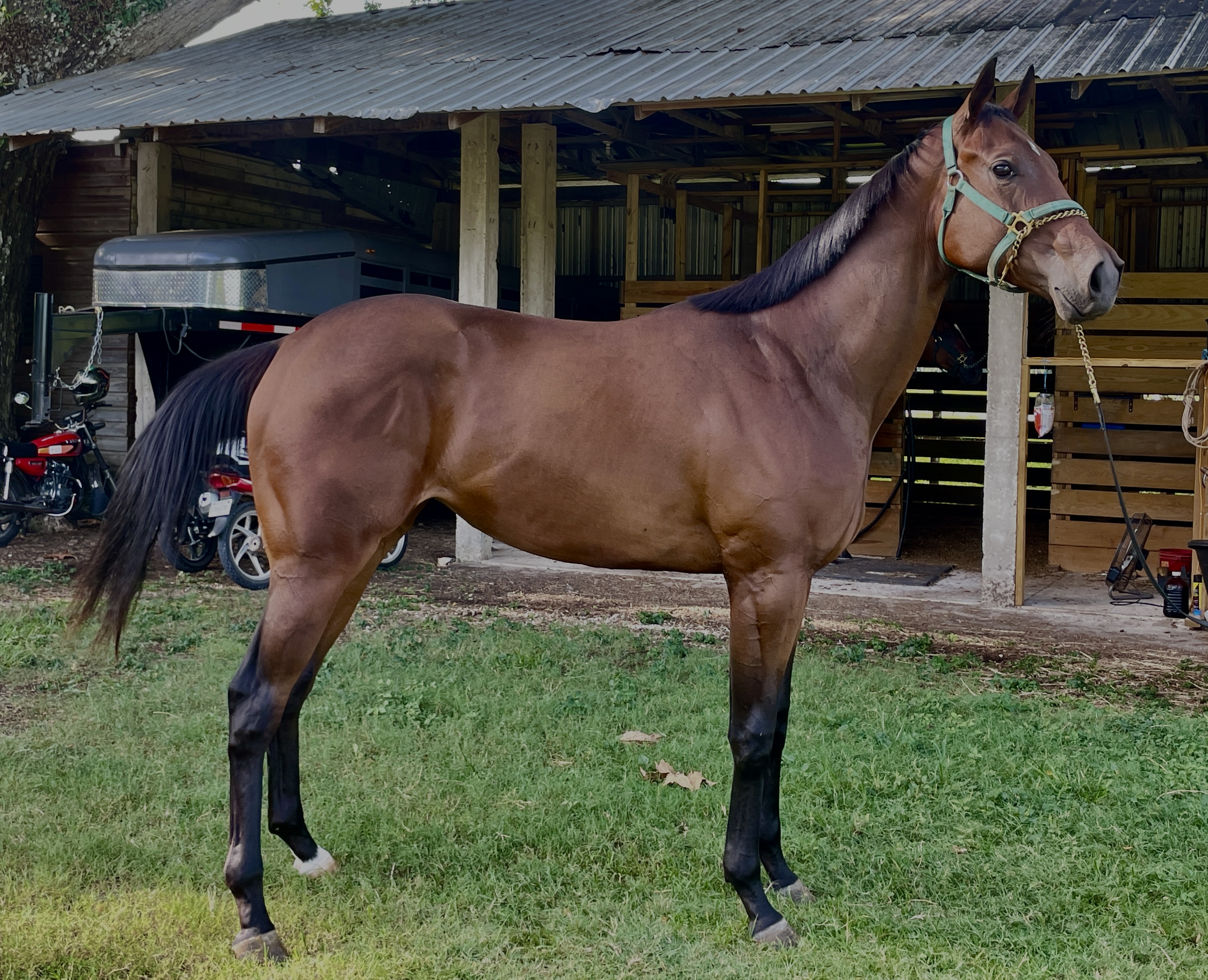 https://horseracingbelize.com/Java Gold-Filly