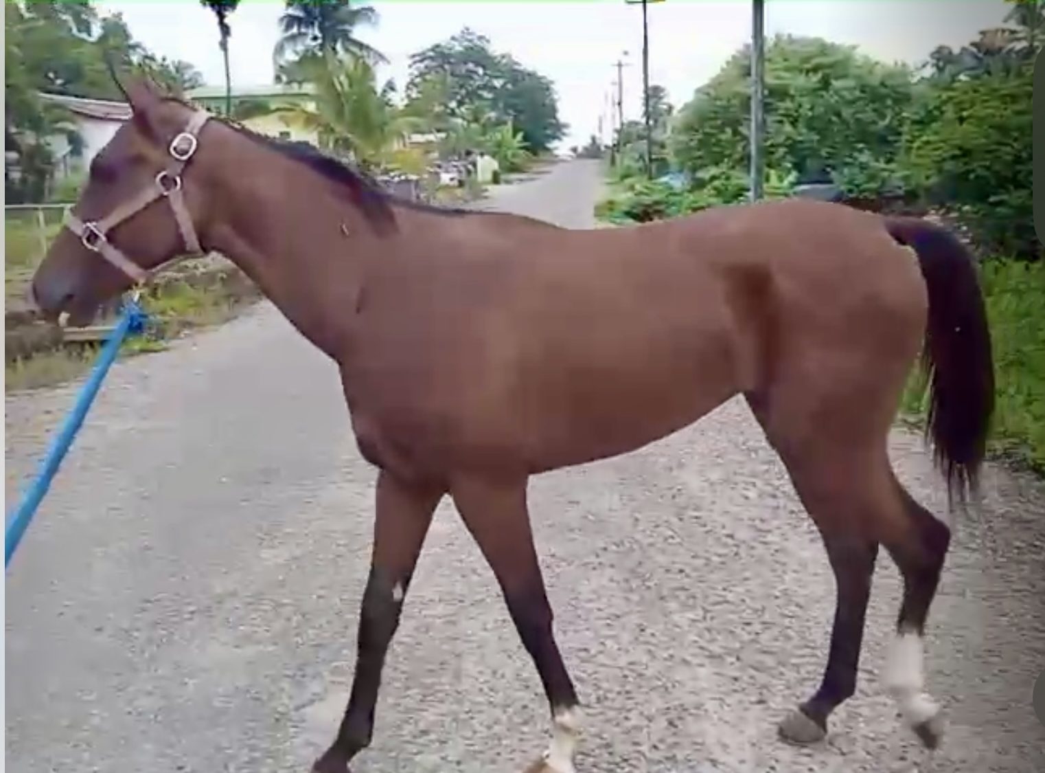 https://horseracingbelize.com/Tsunami-Filly