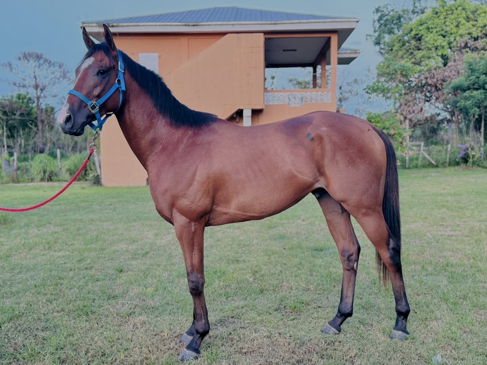 https://horseracingbelize.com/Mischief Maker-Colt