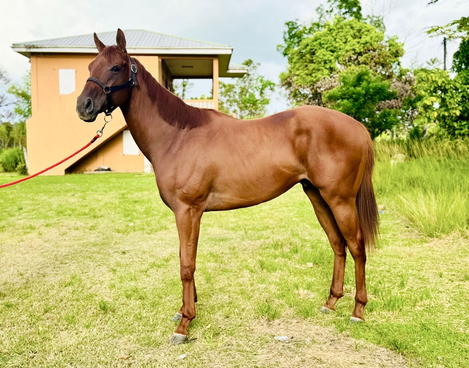https://horseracingbelize.com/Parisian Charm-Colt