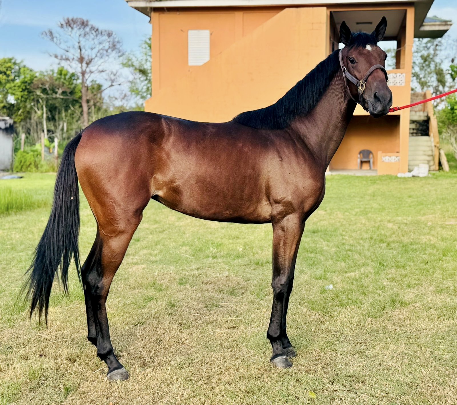 https://horseracingbelize.com/Stephanie's Petal-Filly
