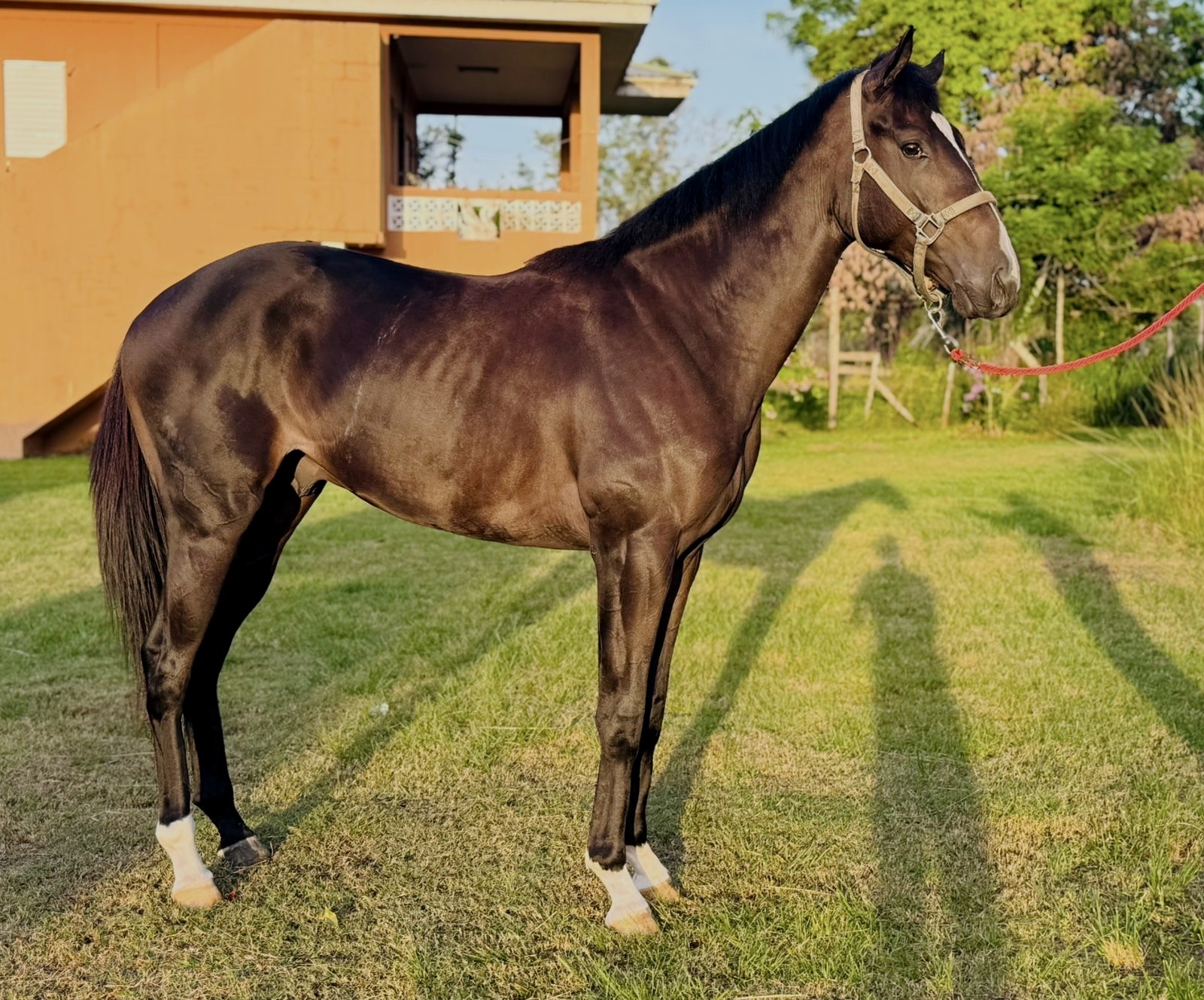 https://horseracingbelize.com/Tiznow's Justice-Colt