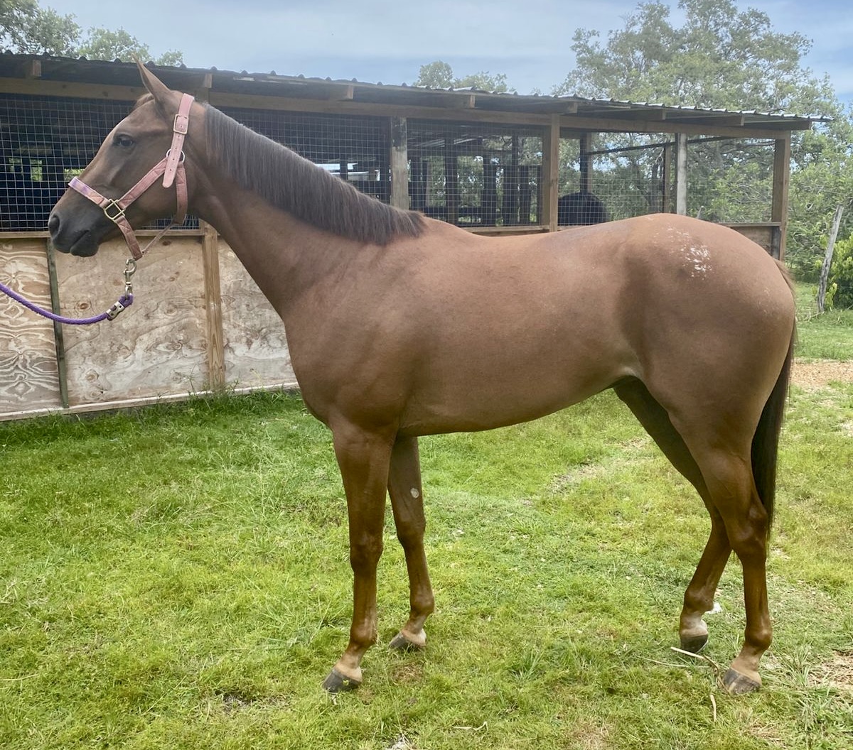 https://horseracingbelize.com/Chiquita-Filly
