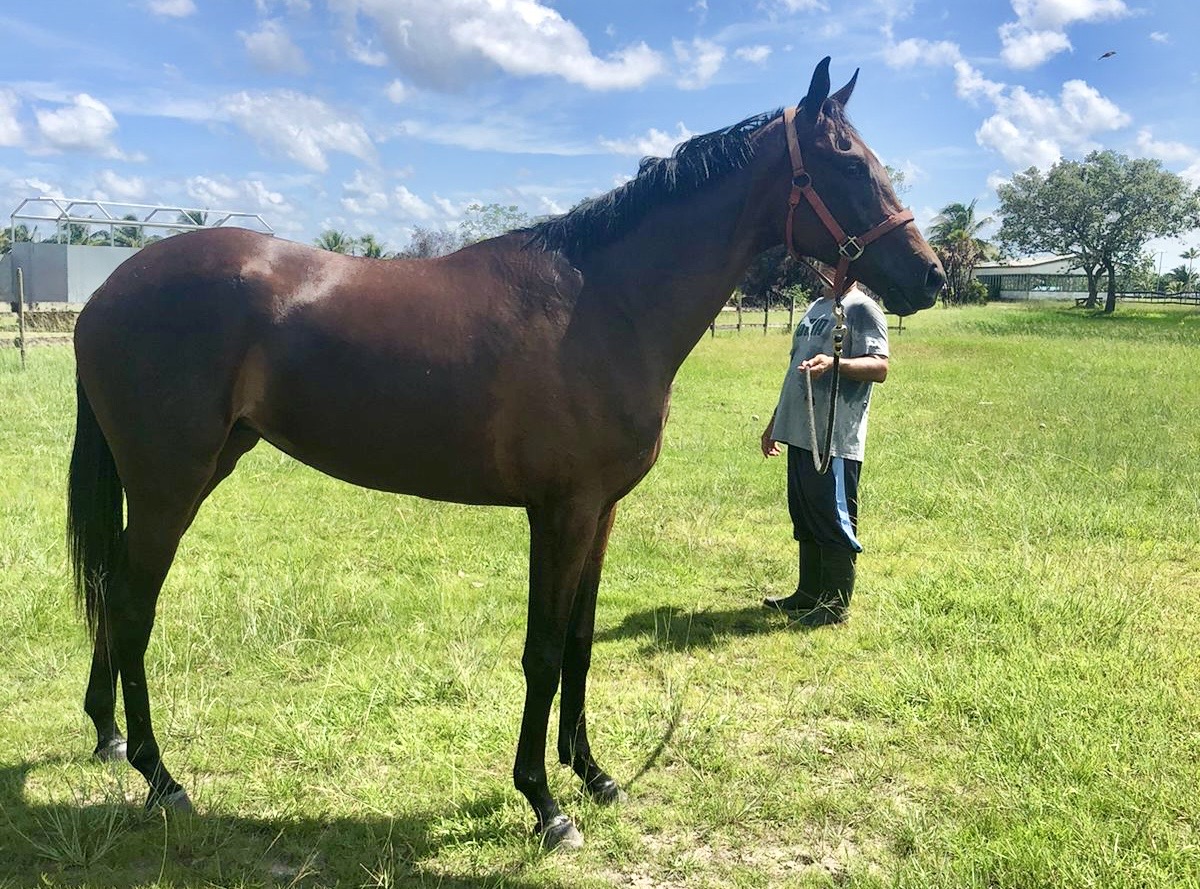 https://horseracingbelize.com/Topaz-Filly