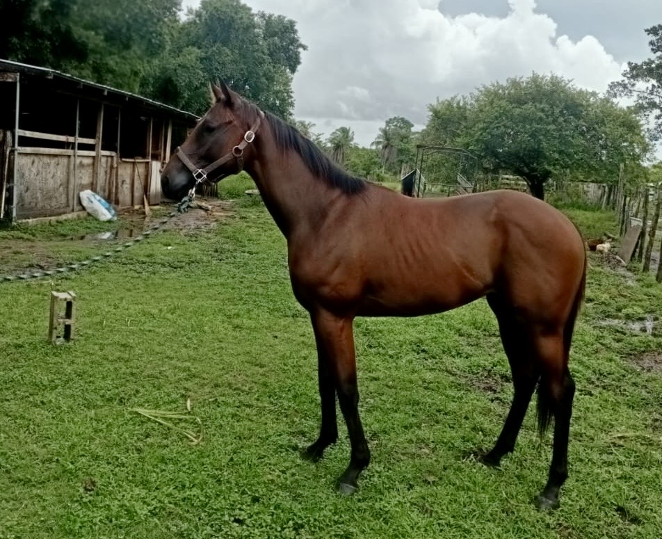 https://horseracingbelize.com/Turbo-Colt