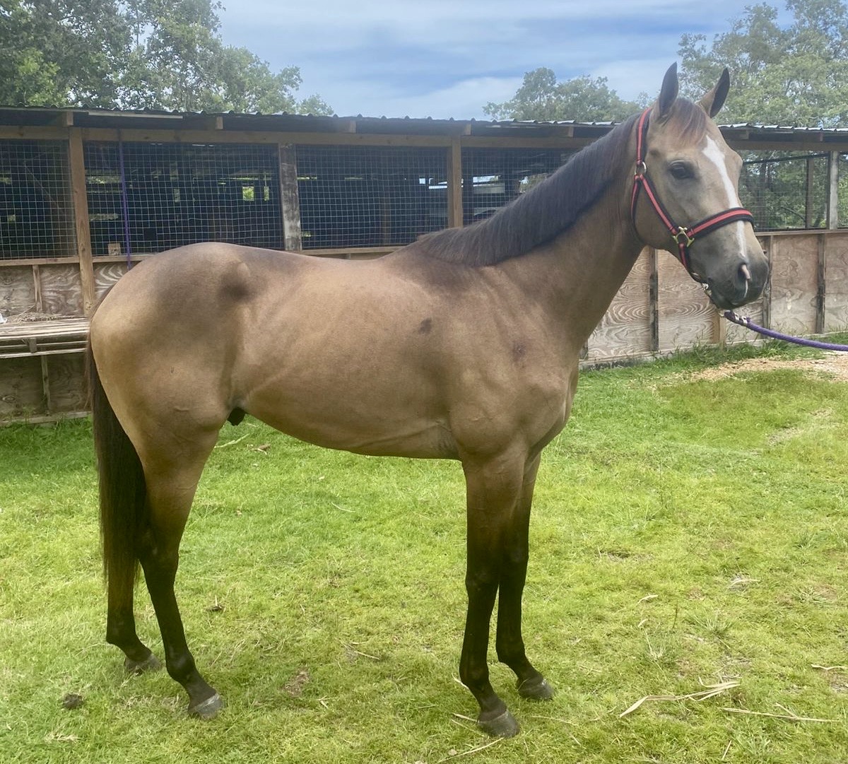 https://horseracingbelize.com/Blaze-Colt