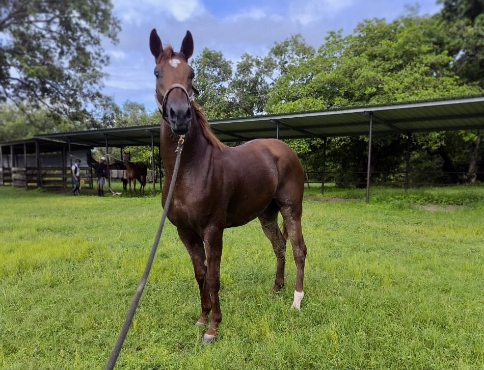 https://horseracingbelize.com/Super Boy-Colt
